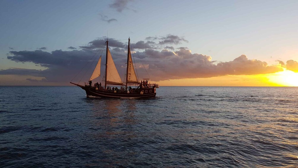 Picture 6 for Activity Los Cristianos: Whale-Watching Tour with Swimming Stop