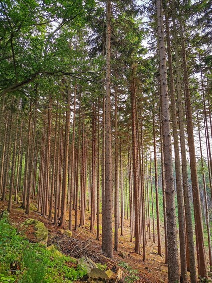 Picture 2 for Activity Hike in Polish Mountains: Day trip to Rudawy Janowickie