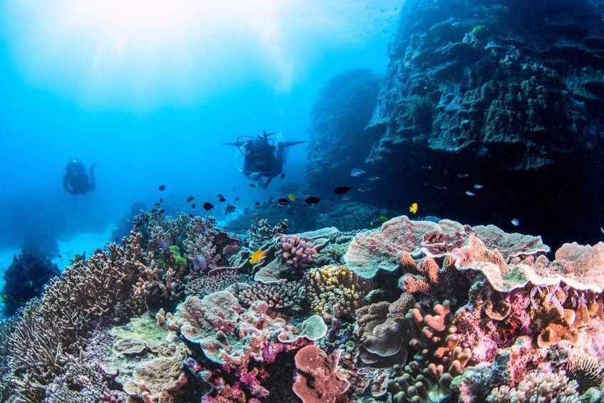 Scuba Diving Day Trip on the Southern Great Barrier Reef