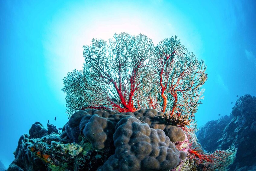 Picture 6 for Activity Scuba Diving Day Trip on the Southern Great Barrier Reef