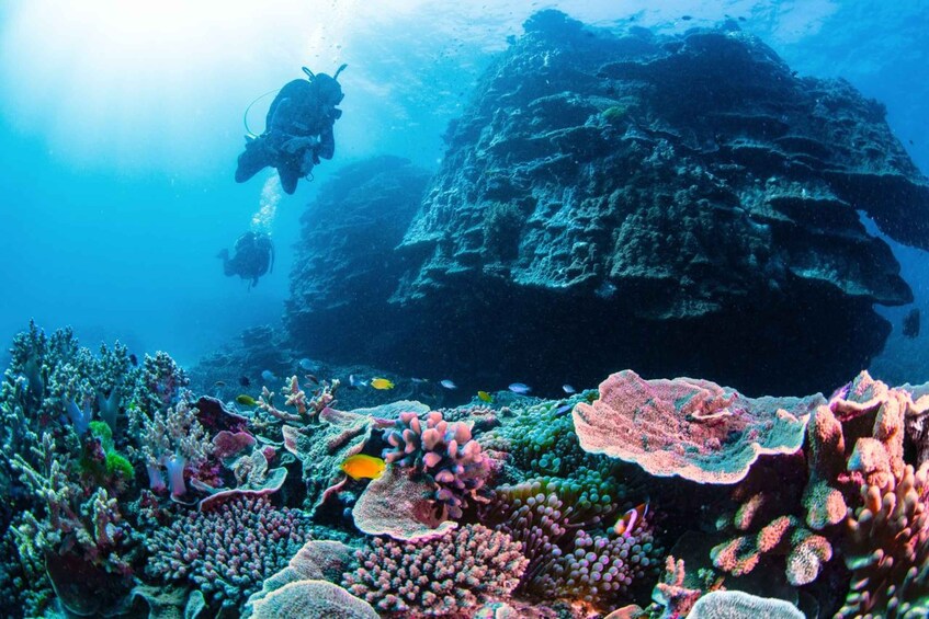 Picture 3 for Activity Scuba Diving Day Trip on the Southern Great Barrier Reef