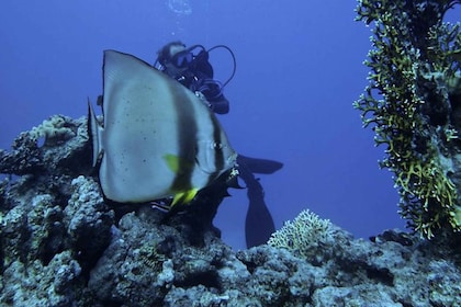 Tiran Island: Full-day Snorkelling, Diving Boat Trip