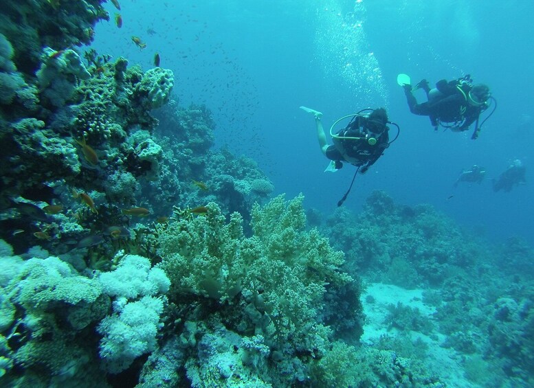 Picture 4 for Activity Tiran Island: Full-day Snorkeling, Diving Boat Trip