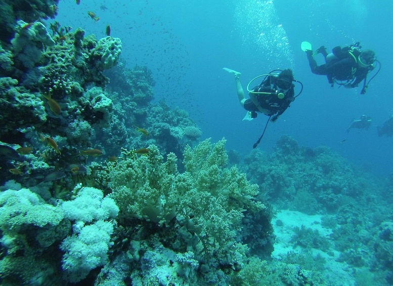 Picture 4 for Activity Tiran Island: Full-day Diving Boat Trip from Sharm