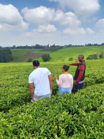 From Nairobi: Riara tea farm tour with lunch and tea tasting