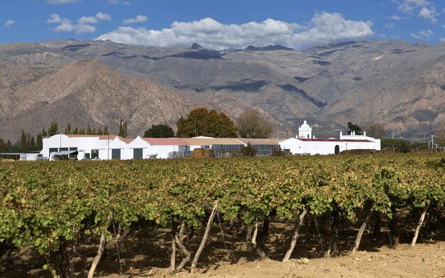 Picture 29 for Activity From Salta: Cafayate, Humahuaca, Cachi, & Salinas Grandes