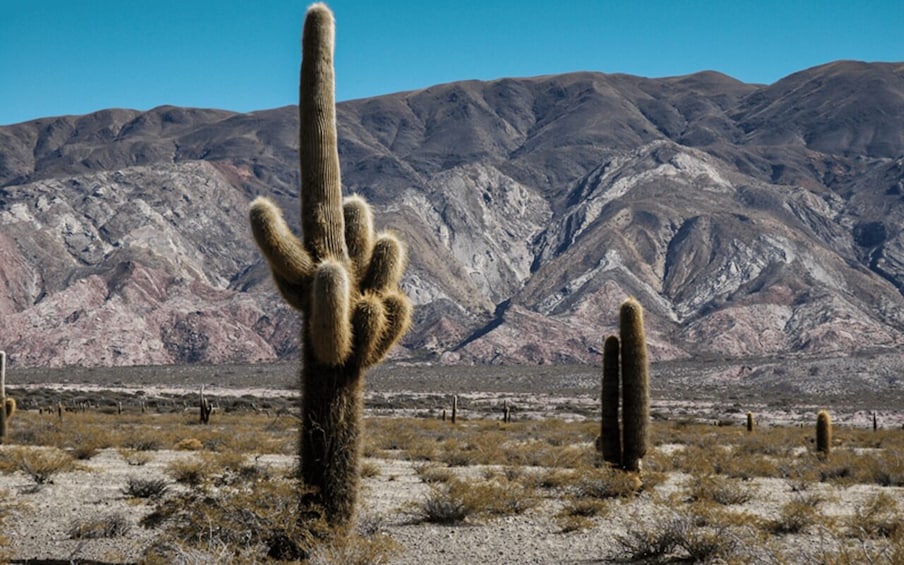 Picture 49 for Activity From Salta: Cafayate, Humahuaca, Cachi, & Salinas Grandes