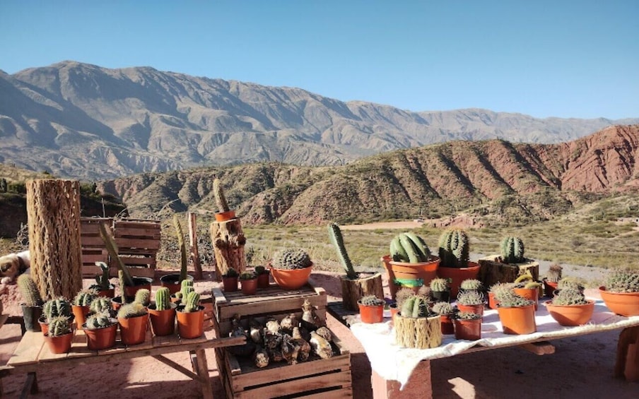 Picture 47 for Activity From Salta: Cafayate, Humahuaca, Cachi, & Salinas Grandes