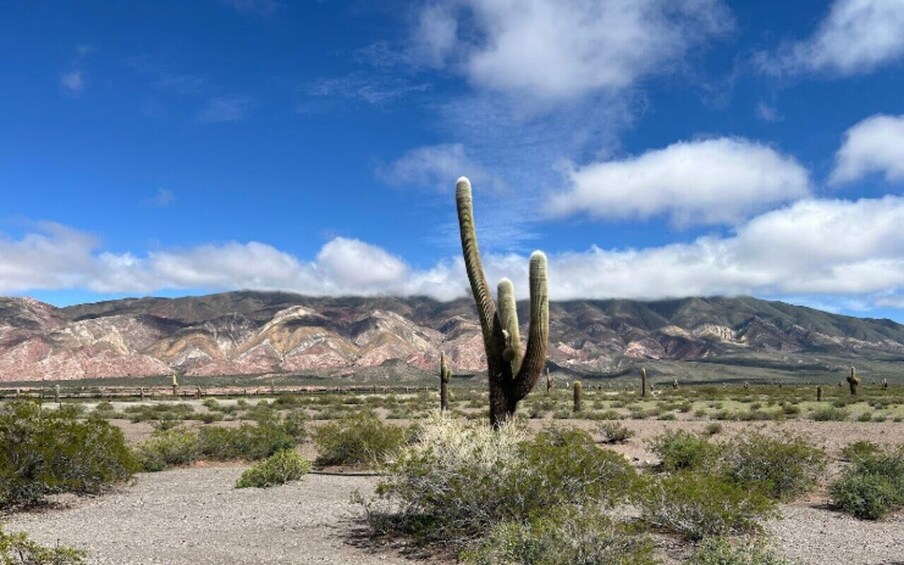 Picture 52 for Activity From Salta: Cafayate, Humahuaca, Cachi, & Salinas Grandes