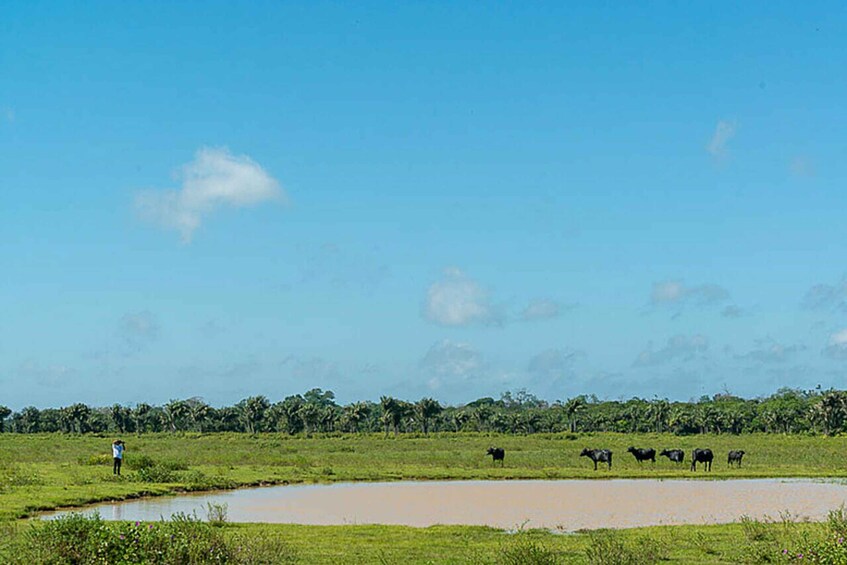 Picture 6 for Activity Belém: 2, 3 or 4-Day Marajó Island Excursion with Lodging