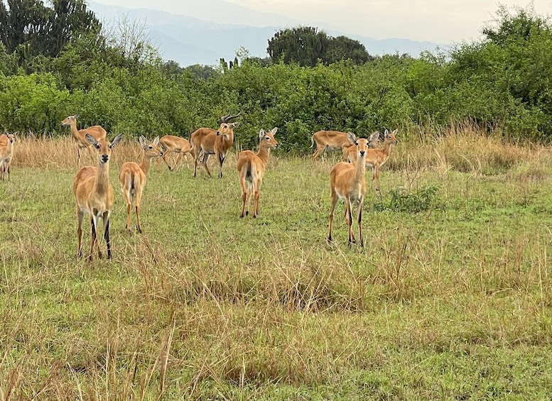 Picture 3 for Activity 3 days Murchison falls tour in Uganda