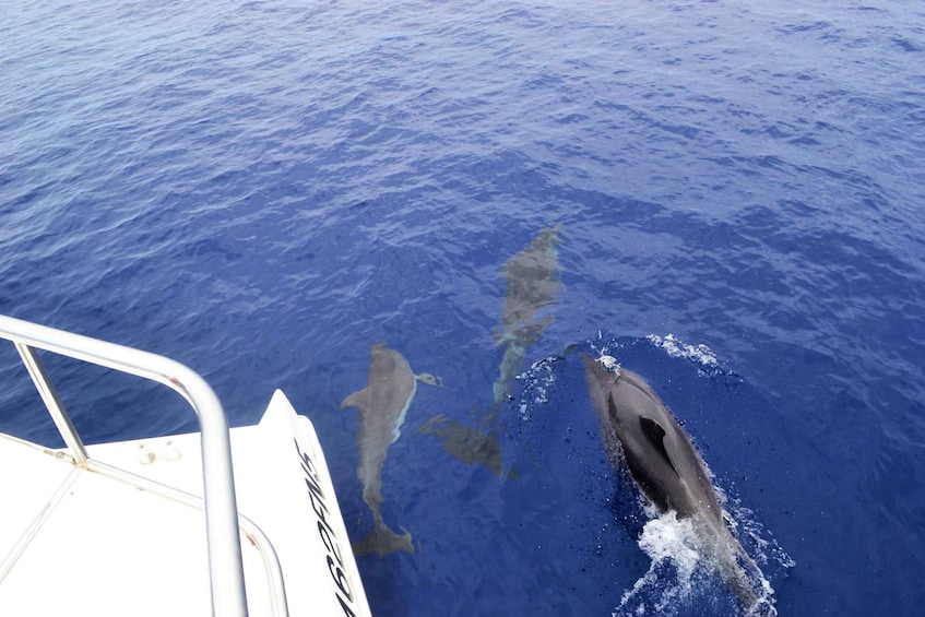 Picture 17 for Activity All Inclusive Whale and Dolphin Watching Luxury Tour
