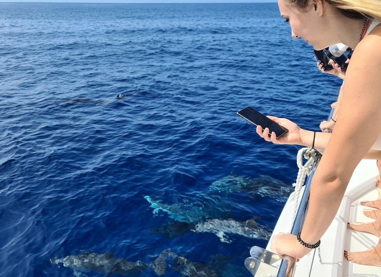 Picture 9 for Activity All Inclusive Whale and Dolphin Watching Luxury Tour