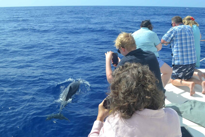 Picture 14 for Activity All Inclusive Whale and Dolphin Watching Luxury Tour