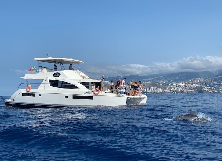 Picture 2 for Activity All Inclusive Whale and Dolphin Watching Luxury Tour