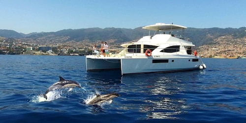 Visite de luxe tout compris de l’observation des baleines et des dauphins