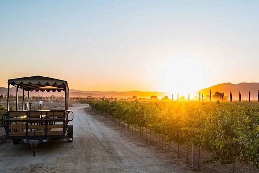 Picture 3 for Activity Valle de Guadalupe: Wine Tasting and Carriage Tour