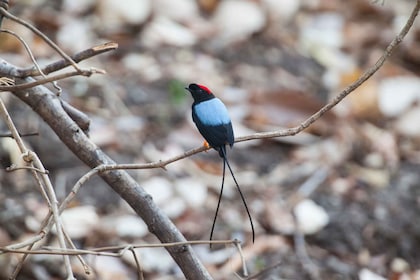 Liberia: Rincón de la Vieja Bird-Watching Tour