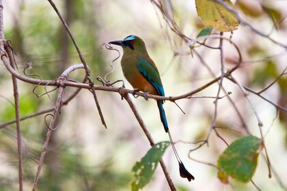 Liberia: tour de observación de aves en Rincón de la Vieja