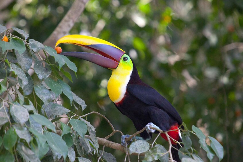 Picture 8 for Activity Liberia: Rincón de la Vieja Bird-Watching Tour