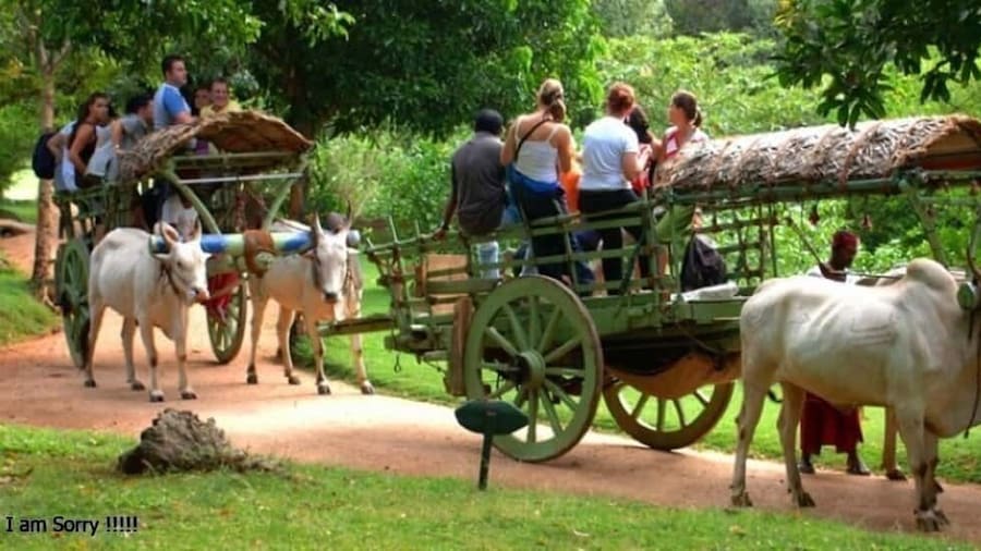 Dambulla: Caves Temple & Traditional Village Tour with Lunch