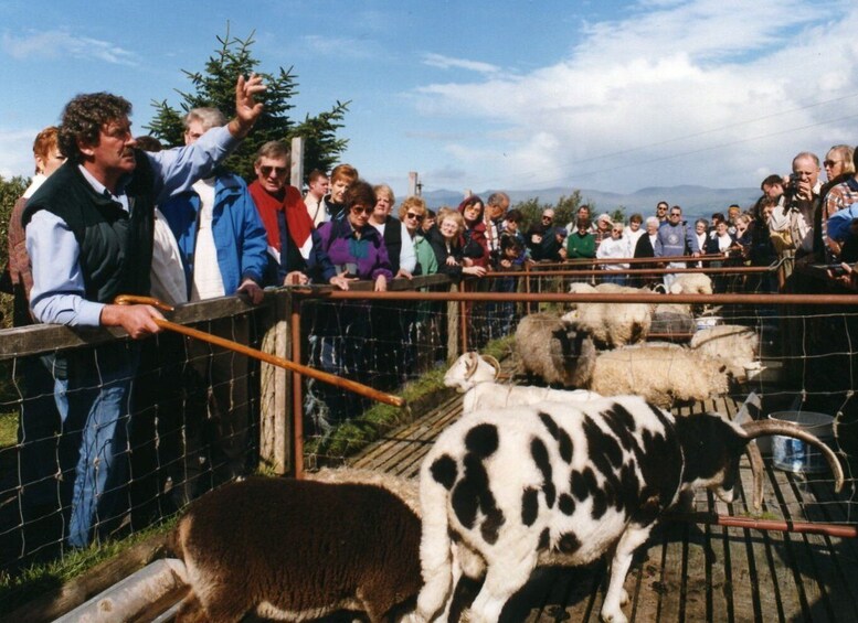 Picture 3 for Activity From Killarney: 'Ring of Kerry' Mountain Road 1-Day Bus Tour