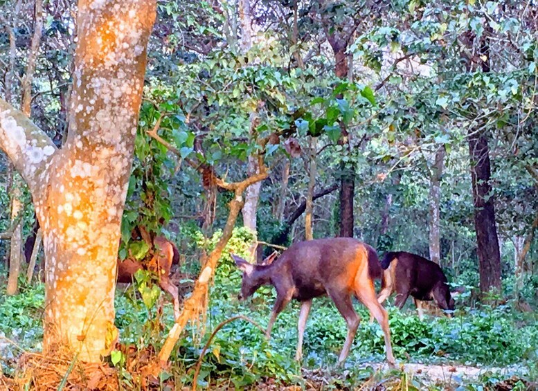 Picture 4 for Activity From Chitwan : Half Day Jeep Safari Tour