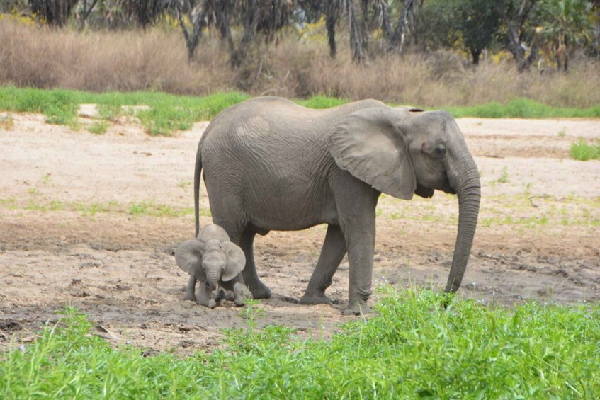 Picture 6 for Activity Day Trip Zanzibar To Nyerere National Park/Selous By Flight