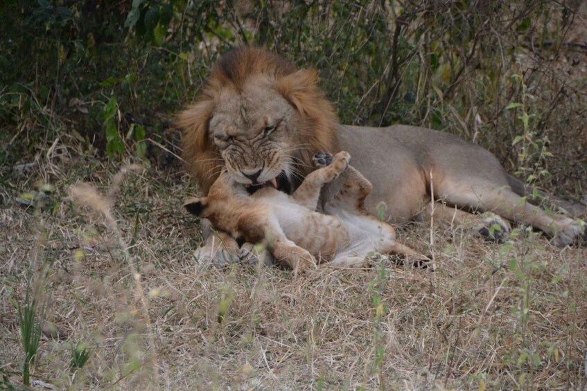 Picture 4 for Activity Day Trip Zanzibar To Nyerere National Park/Selous By Flight