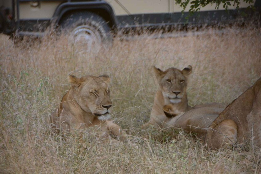 Picture 3 for Activity Day Trip Zanzibar To Nyerere National Park/Selous By Flight