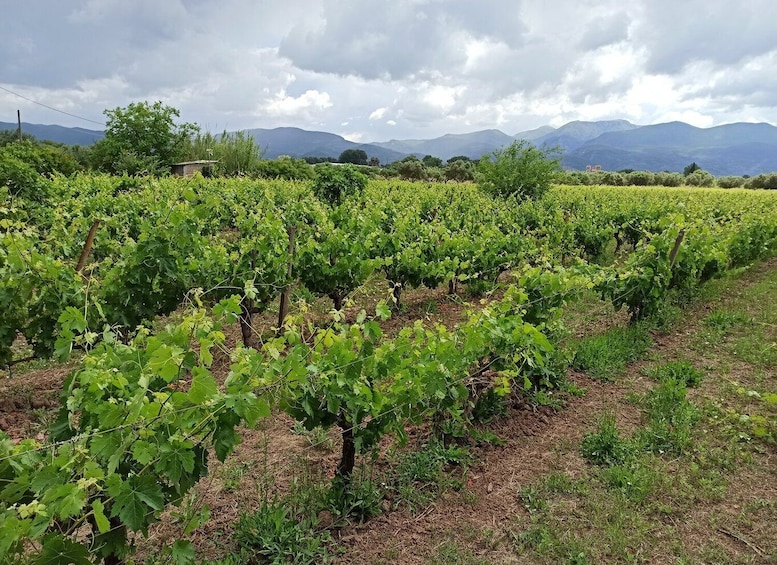 Picture 2 for Activity From Kalamata: Wine tour & Tasting with Optional Lunch