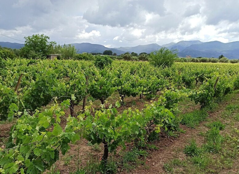 Picture 2 for Activity From Kalamata: Wine tour & Tasting with Optional Lunch