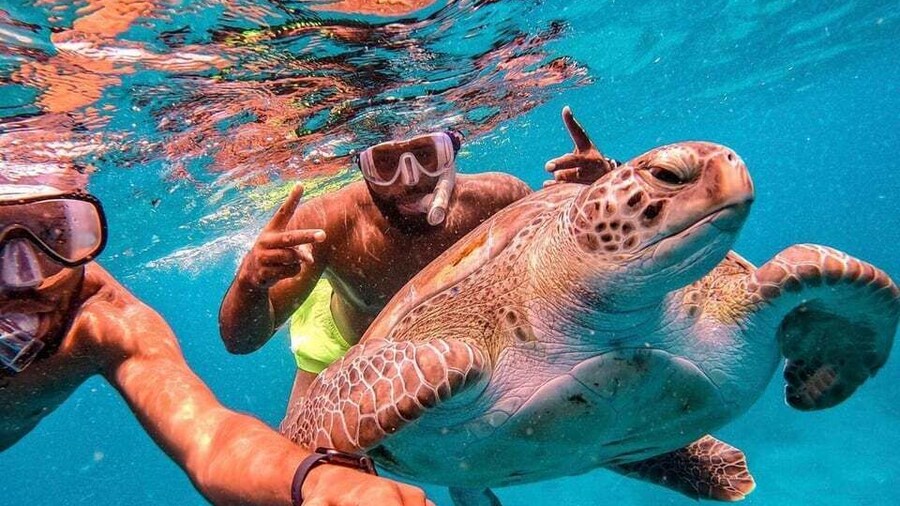 From Mindelo: São Vicente's Enchanting Sea Turtle Snorkeling