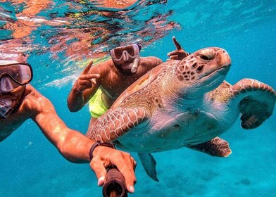 From Mindelo: São Vicente's Enchanting Sea Turtle Snorkelling