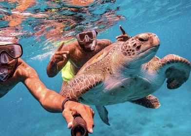 From Mindelo: São Vicente's Enchanting Sea Turtle Snorkelling