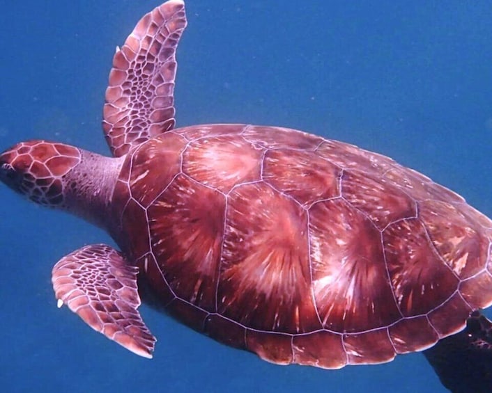 Picture 2 for Activity From Mindelo: São Vicente's Enchanting Sea Turtle Snorkeling