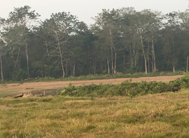 Picture 3 for Activity From Chitwan: Full Day Jeep Safari in Chitwan National Park