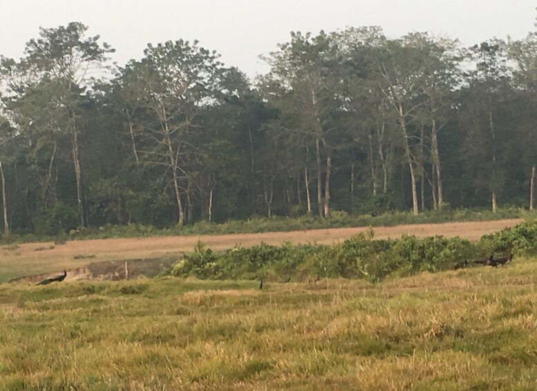 Picture 1 for Activity From Chitwan: Full Day Jeep Safari in Chitwan National Park