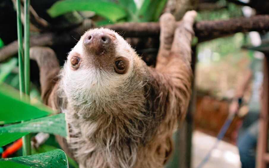 Picture 1 for Activity Manuel Antonio: Volunteer for a Day at a Wildlife Sanctuary