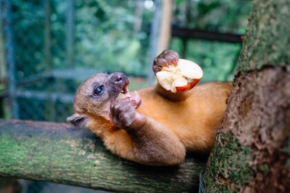 Manuel Antonio: Volunteer for a Day at a Wildlife Sanctuary