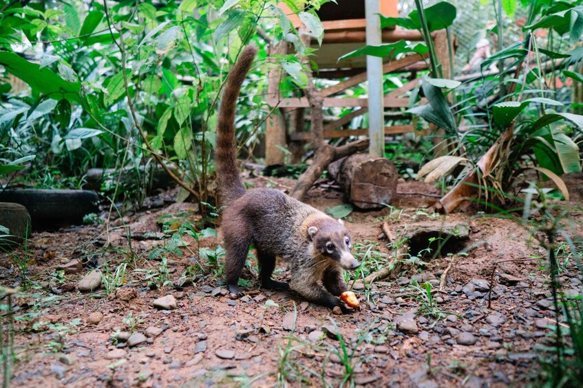 Picture 3 for Activity Manuel Antonio: Volunteer for a Day at a Wildlife Sanctuary