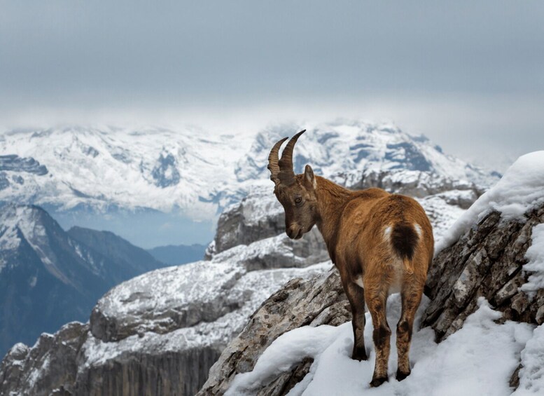 Picture 3 for Activity Mount Pilatus (Private tour)