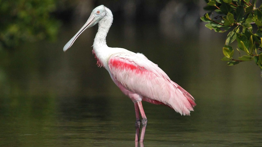 Everglades National Park: Private 2.5-Hour Photo Safari