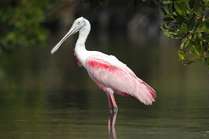 Everglades National Park: Privat 2,5 timers fotosafari
