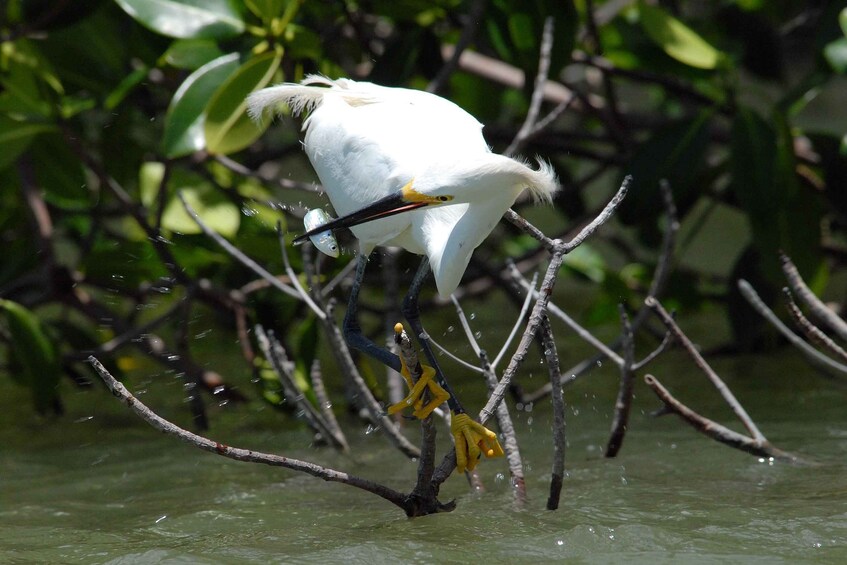 Picture 2 for Activity Everglades National Park: Private 2.5-Hour Photo Safari