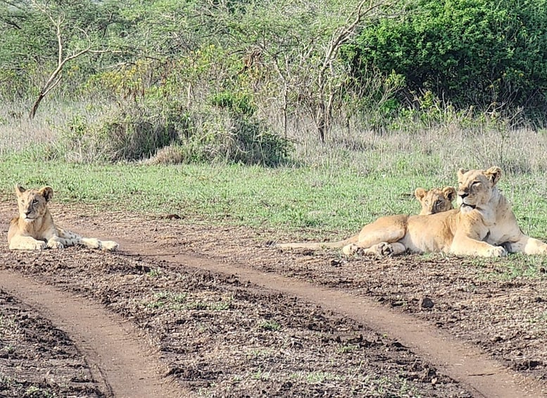 Picture 9 for Activity Nairobi National park group joining game drive tour.