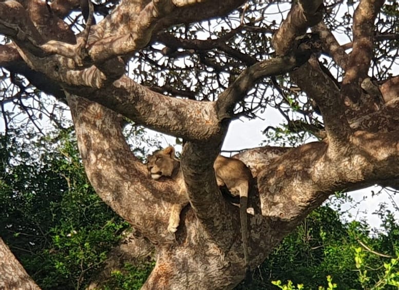 Picture 5 for Activity Nairobi National park group joining game drive tour.