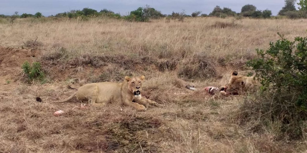 Picture 2 for Activity Nairobi National park group joining game drive tour.