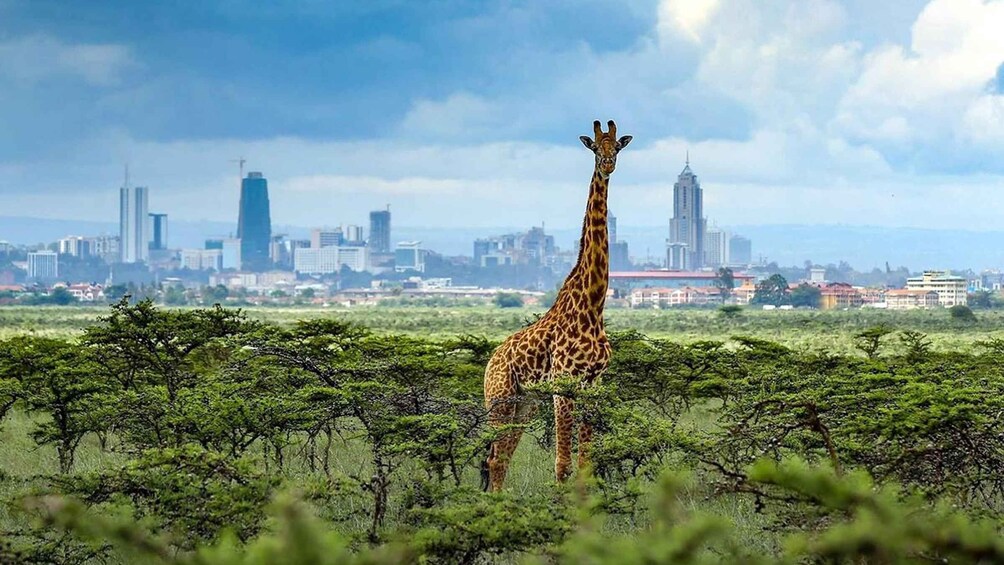 Picture 21 for Activity Nairobi;Nairobi National Park 6 am Group Joining Game drive.