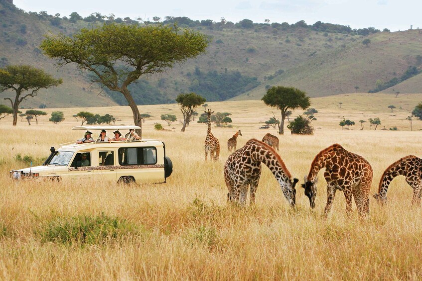 Picture 3 for Activity Nairobi National park group joining game drive tour.
